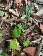 FTH 2022 Forest regeneration: Study of the ecological and anthropic factors of the distribution of regeneration on plot 16 of Paracou